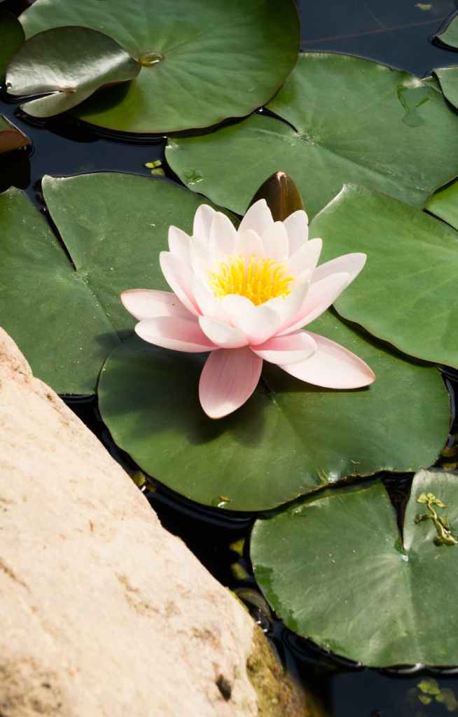pink lotus flower on water